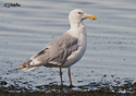 Larus glaucescens